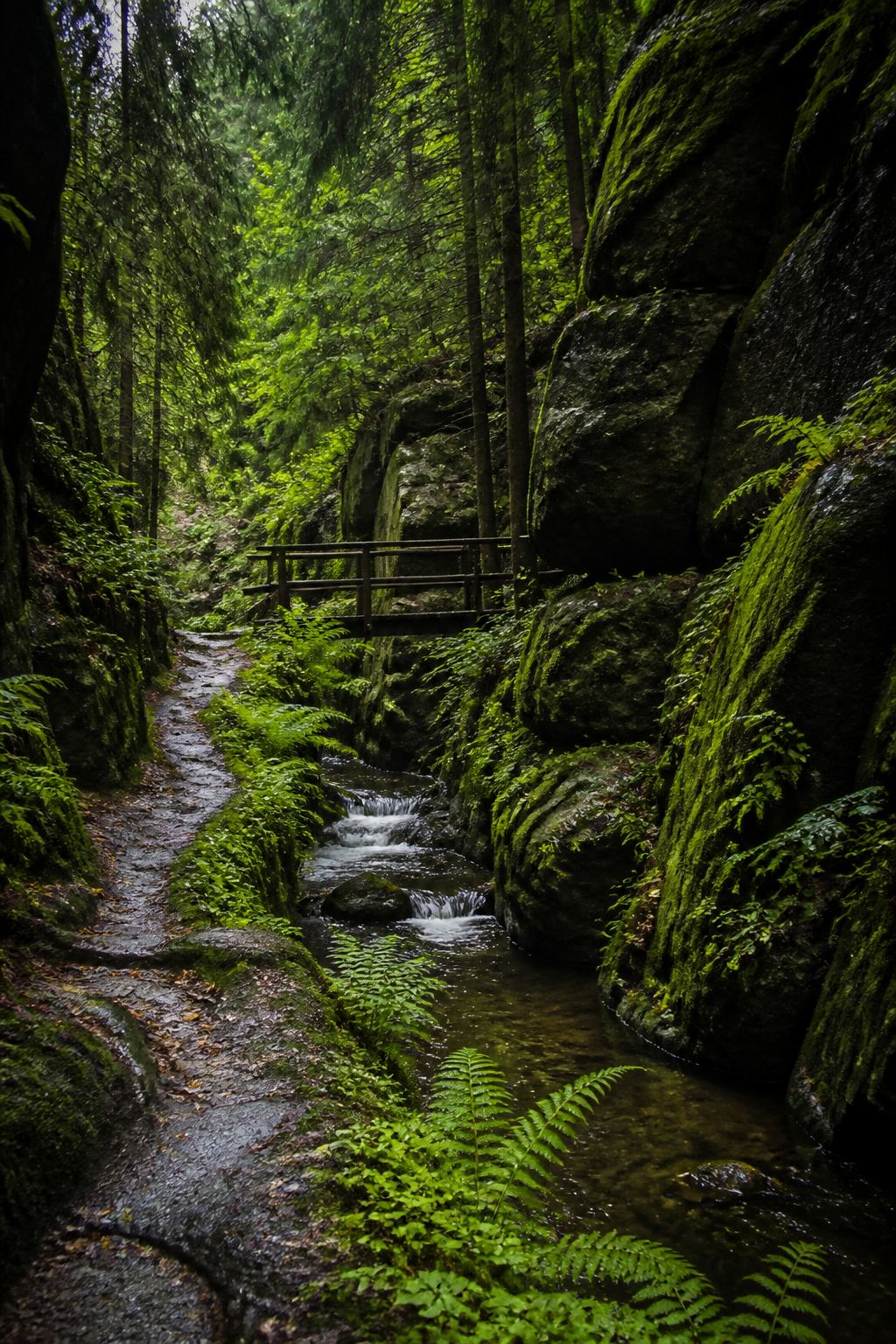 Moosige Waldschlucht mit Bachlauf und Farnen in der Sächsischen Schweiz